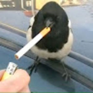 Meet your Posher, Cam